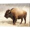 American Bison III by Debra Van Swearingen 20" x 16" Canvas Wall Art